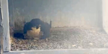A Newborn Falcon Makes a Debut in a Nest 14 Stories High