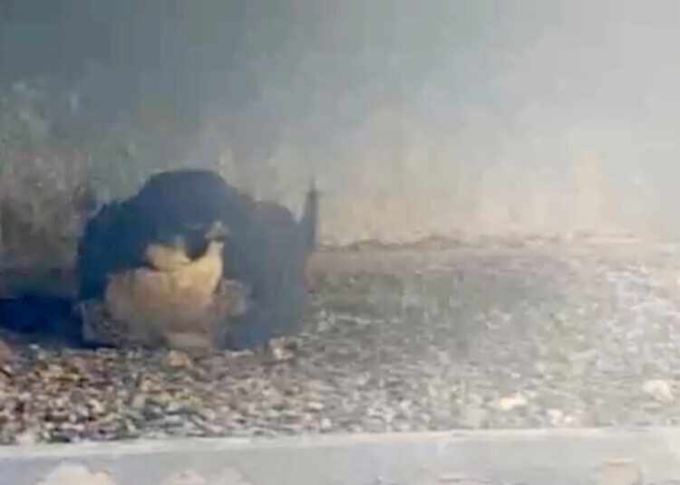 A Newborn Falcon Makes a Debut in a Nest 14 Stories High