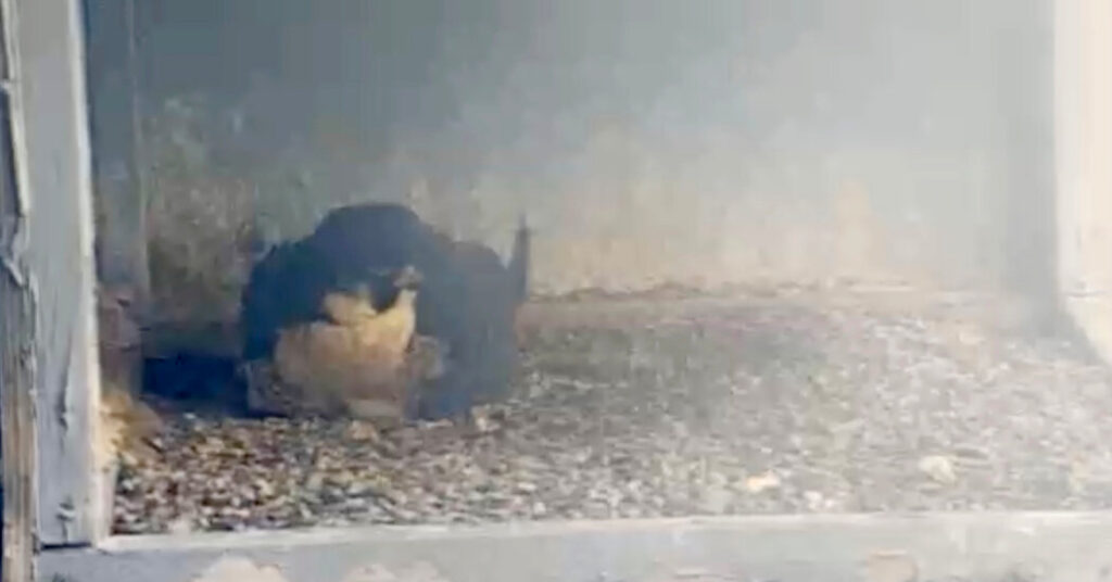 A Newborn Falcon Makes a Debut in a Nest 14 Stories High