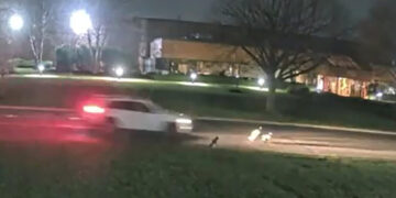 A Hit-and-Run Driver Is Killing Geese on Long Island