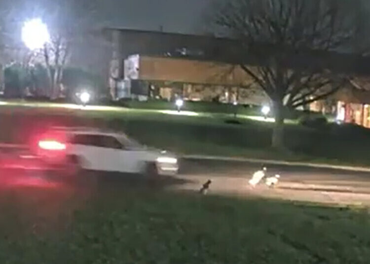 A Hit-and-Run Driver Is Killing Geese on Long Island
