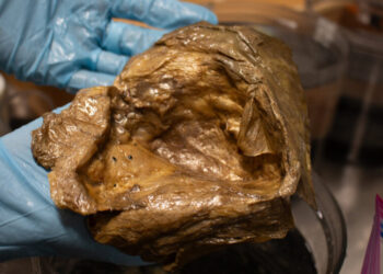 Golden Blob, a Mystery From the Deep Sea, Is Identified