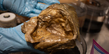 Golden Blob, a Mystery From the Deep Sea, Is Identified