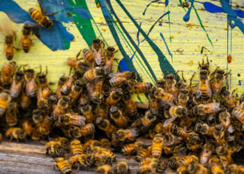 Woman Gets Jail After Unleashing Swarm of Bees During an Eviction
