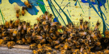 Woman Gets Jail After Unleashing Swarm of Bees During an Eviction