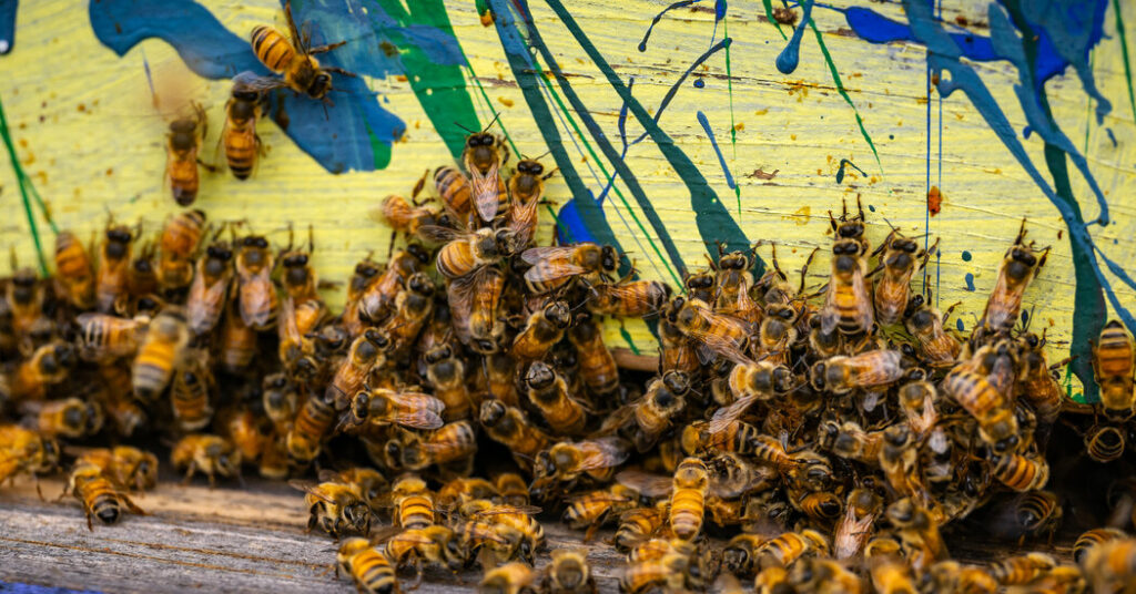 Woman Gets Jail After Unleashing Swarm of Bees During an Eviction