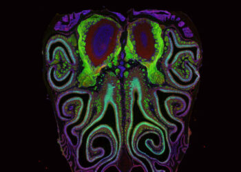 Scientists Unveil ‘Long Lost’ Map for Smell