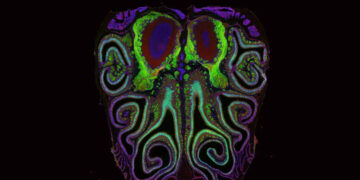 Scientists Unveil ‘Long Lost’ Map for Smell