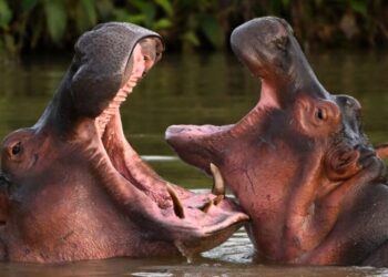 Indian Tycoon Offers Refuge to Pablo Escobar’s Condemned Hippos