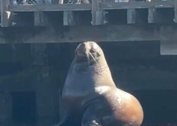 Chonkers the ‘Food-Motivated’ Sea Lion Plops Into San Francisco