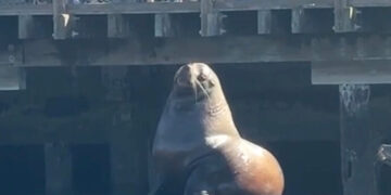 Chonkers the ‘Food-Motivated’ Sea Lion Plops Into San Francisco