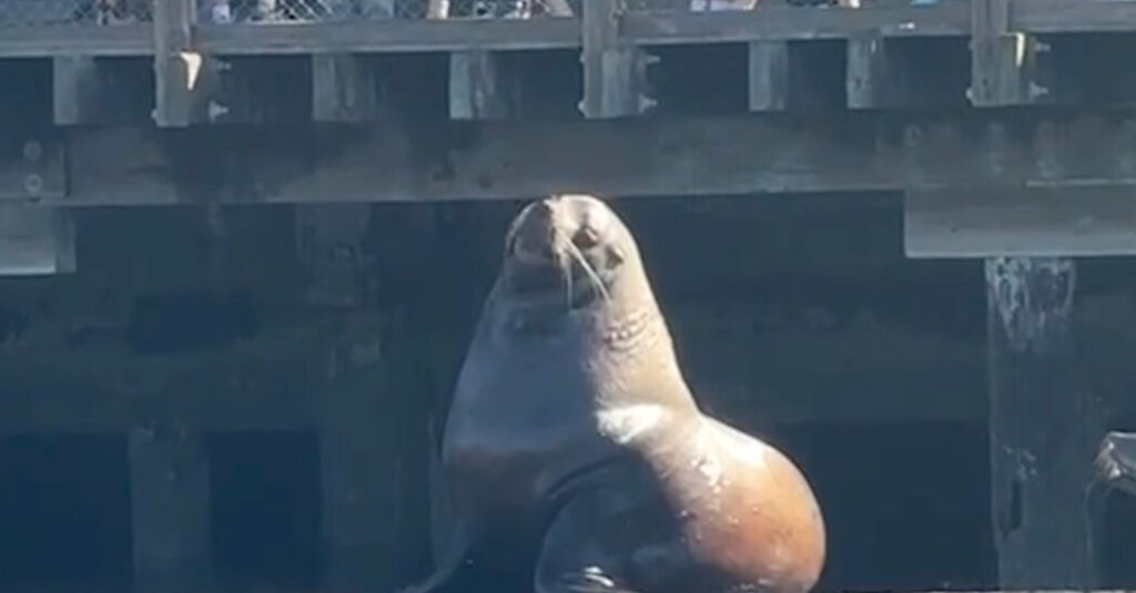 Chonkers the ‘Food-Motivated’ Sea Lion Plops Into San Francisco