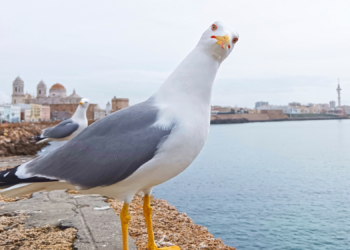 3 Signs Your Date Is ‘Seagulling’ You (Yes, It’s a Real Dating Trend)