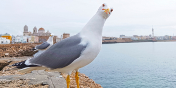 3 Signs Your Date Is ‘Seagulling’ You (Yes, It’s a Real Dating Trend)