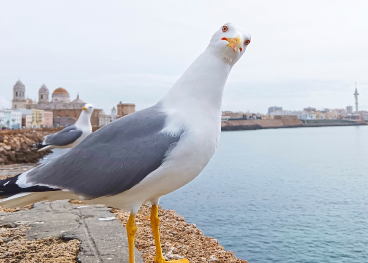 3 Signs Your Date Is ‘Seagulling’ You (Yes, It’s a Real Dating Trend)