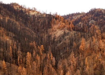 As Wildfire Risks Rise, Forest Service Shutters Labs That Study Them