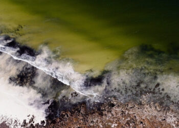 An Underwater Phantom Is Killing Fish and Breaking Hearts