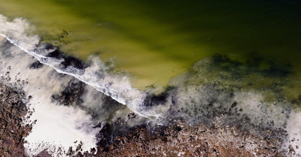 An Underwater Phantom Is Killing Fish and Breaking Hearts