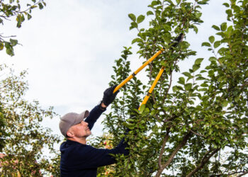 How to save money on tree work and still get good results