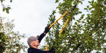 How to save money on tree work and still get good results