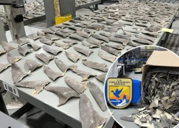 Wildlife officials intercept 1,600 pounds of illegal shark fins in Alaska