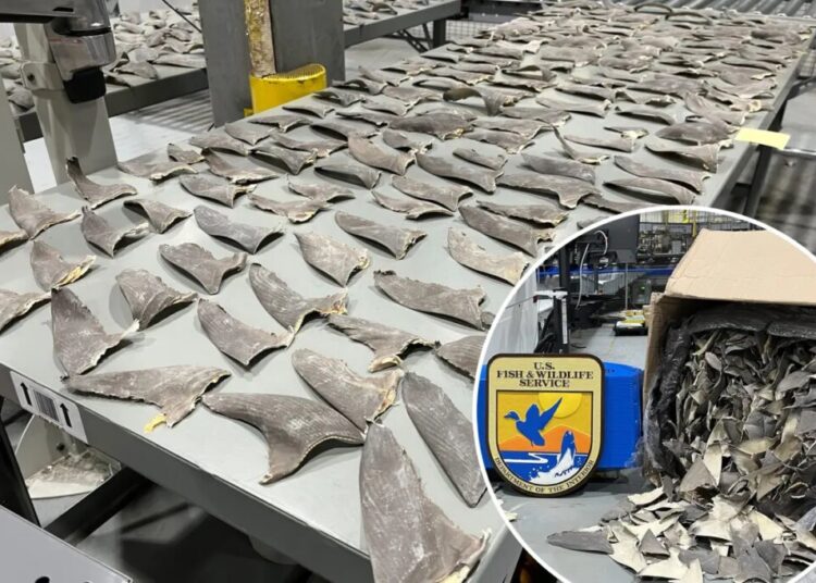 Wildlife officials intercept 1,600 pounds of illegal shark fins in Alaska