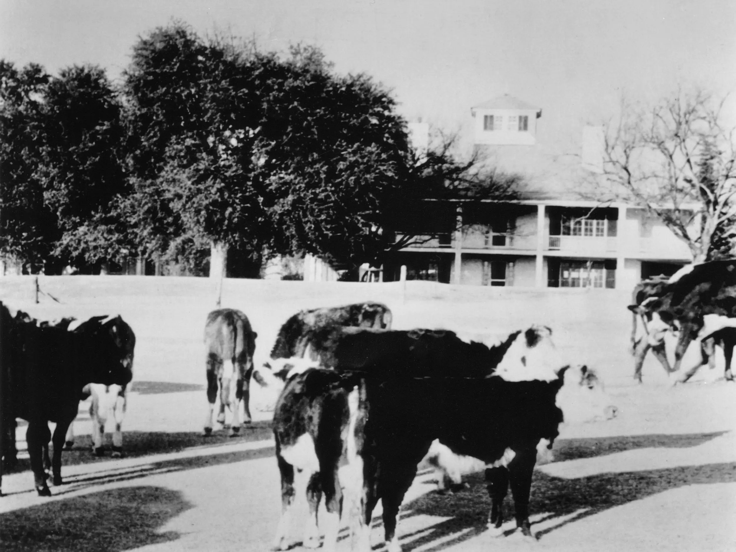 Cows near Augusta National, 1943 or 1944