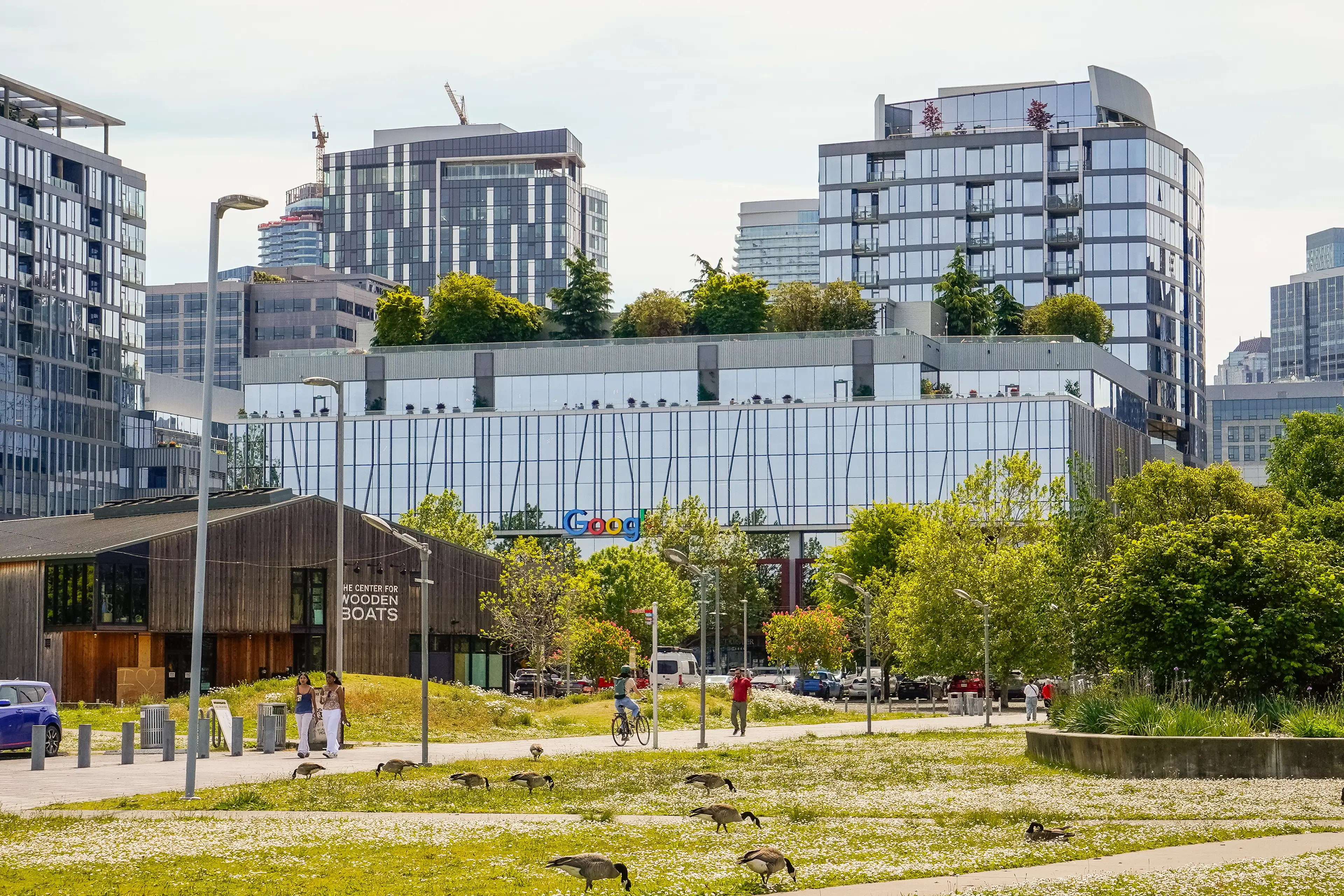 Geese and people wander around a park in front of office buildings, including a Google building with trees on the roof