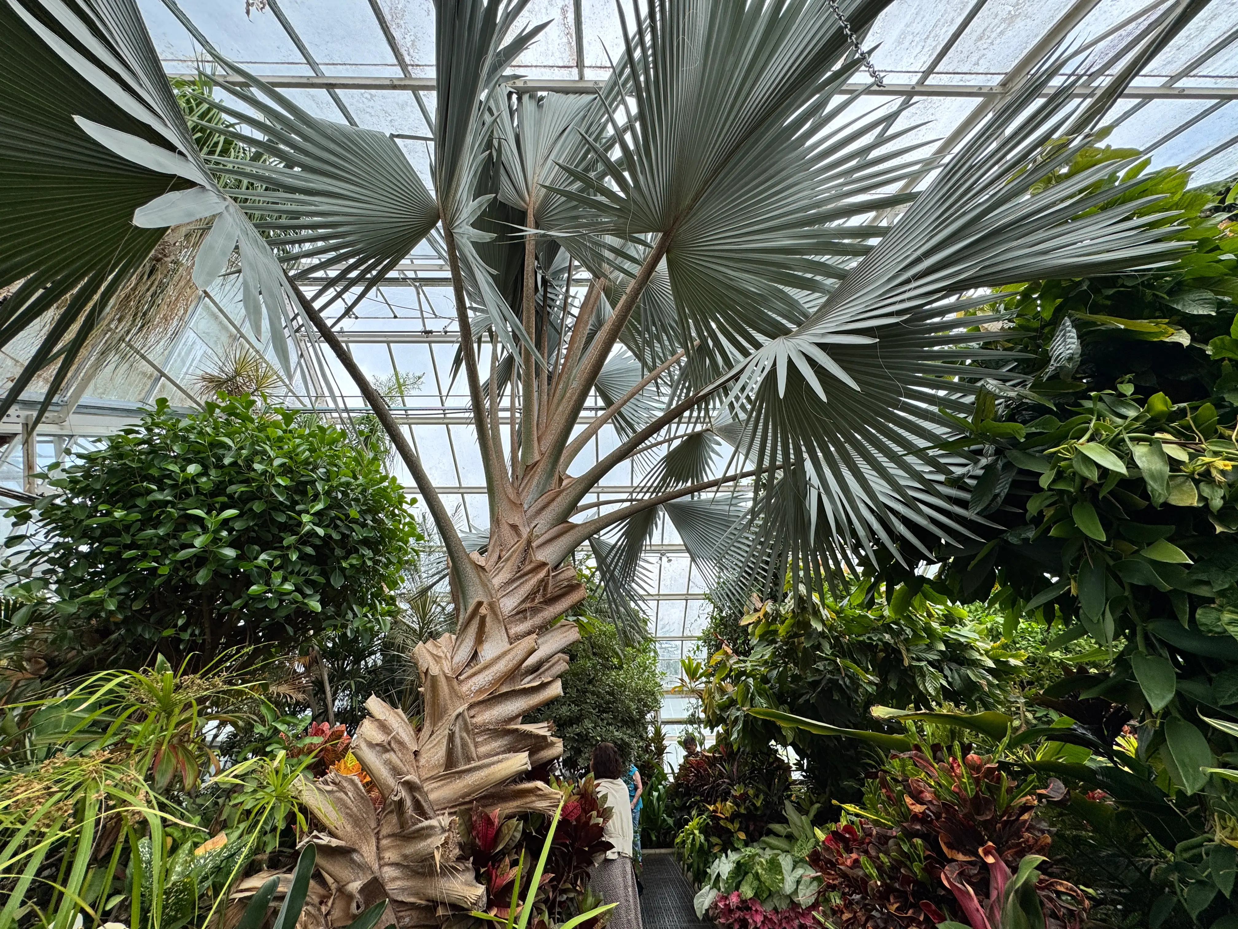 inside main greenhouse coe hall
