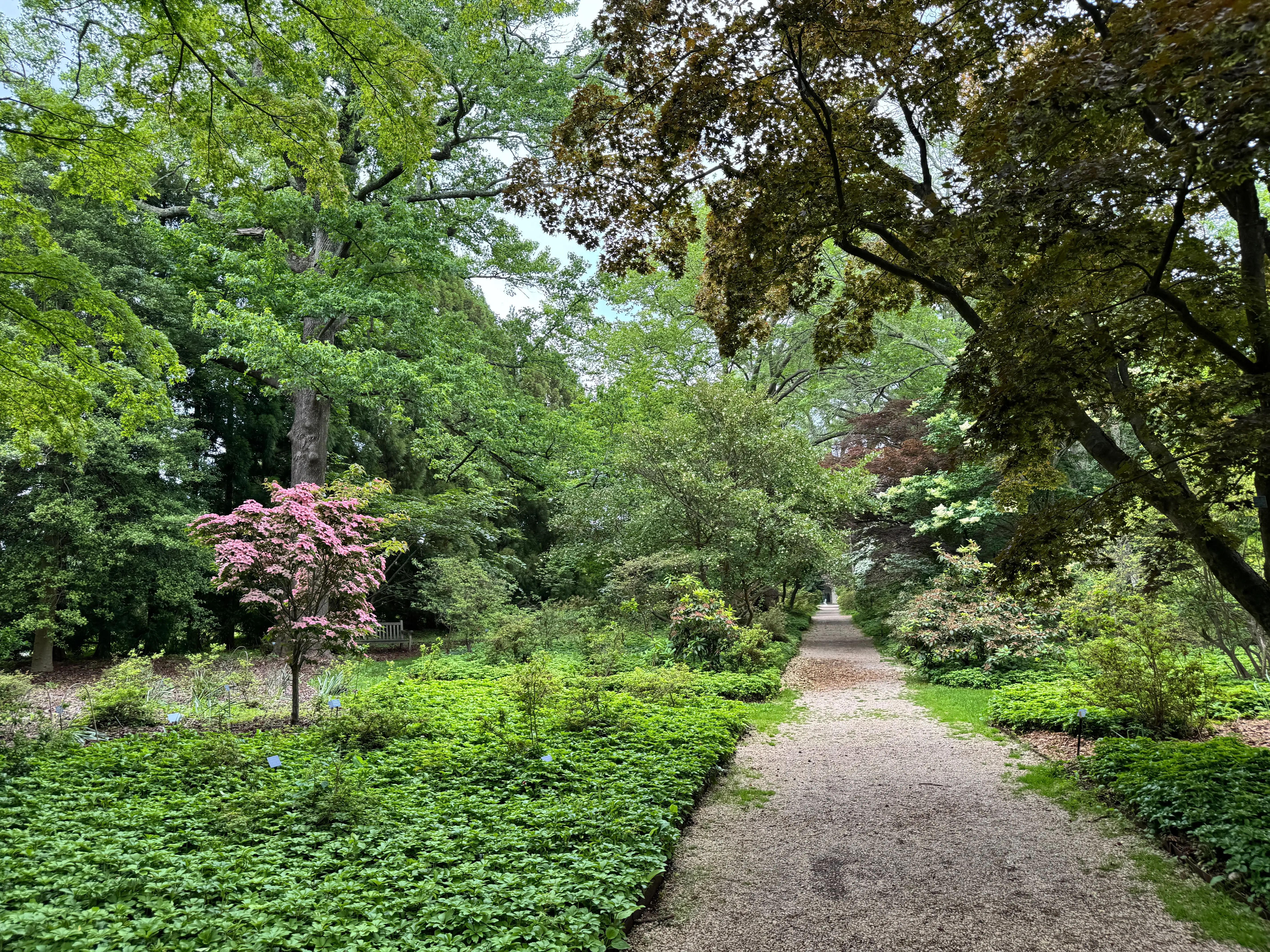 azalea walk coe hall