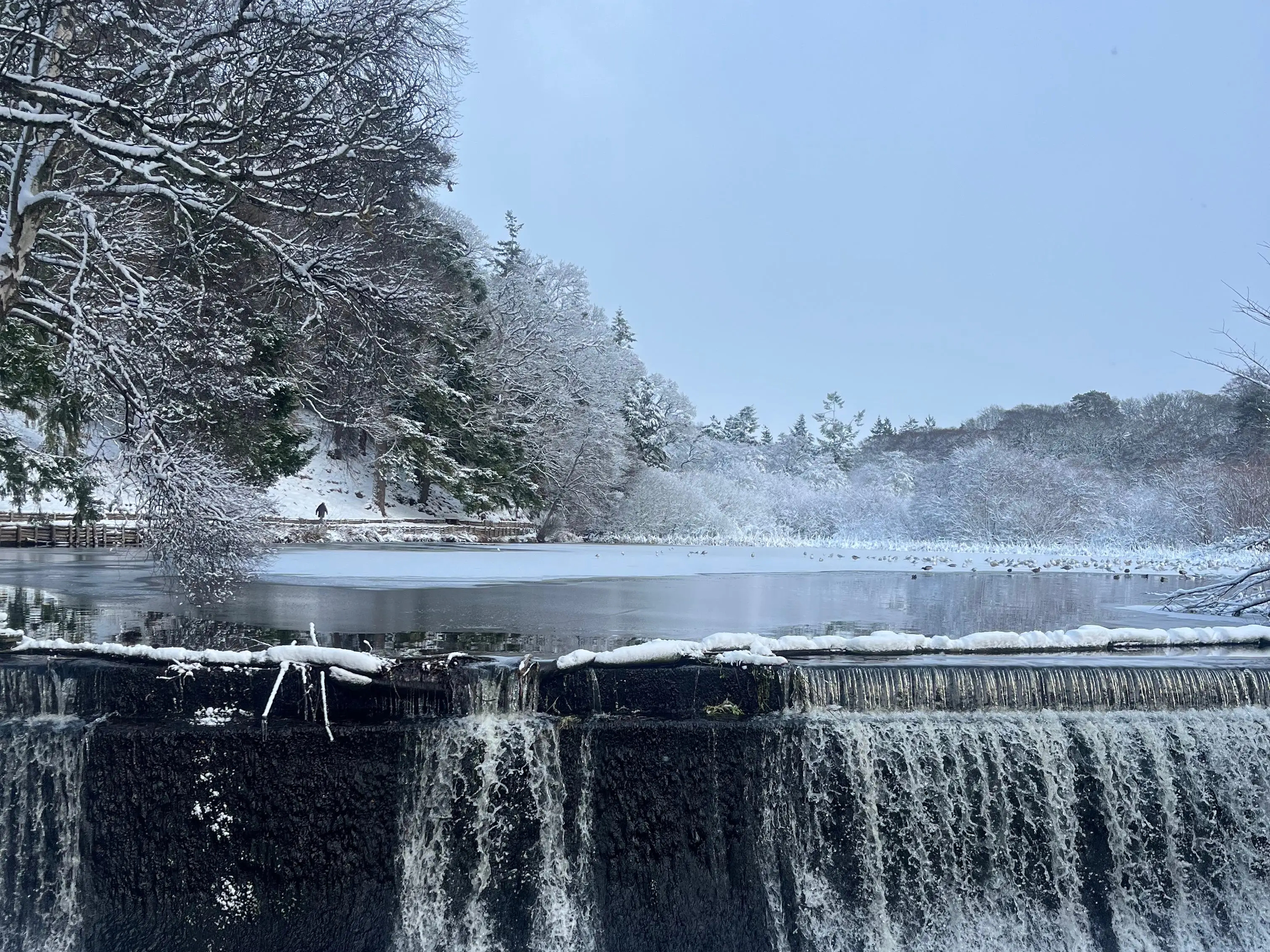 Waterfall with snowy trees behind it