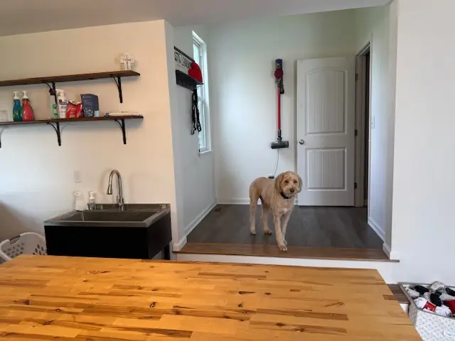 Dog in entrance to laundry area