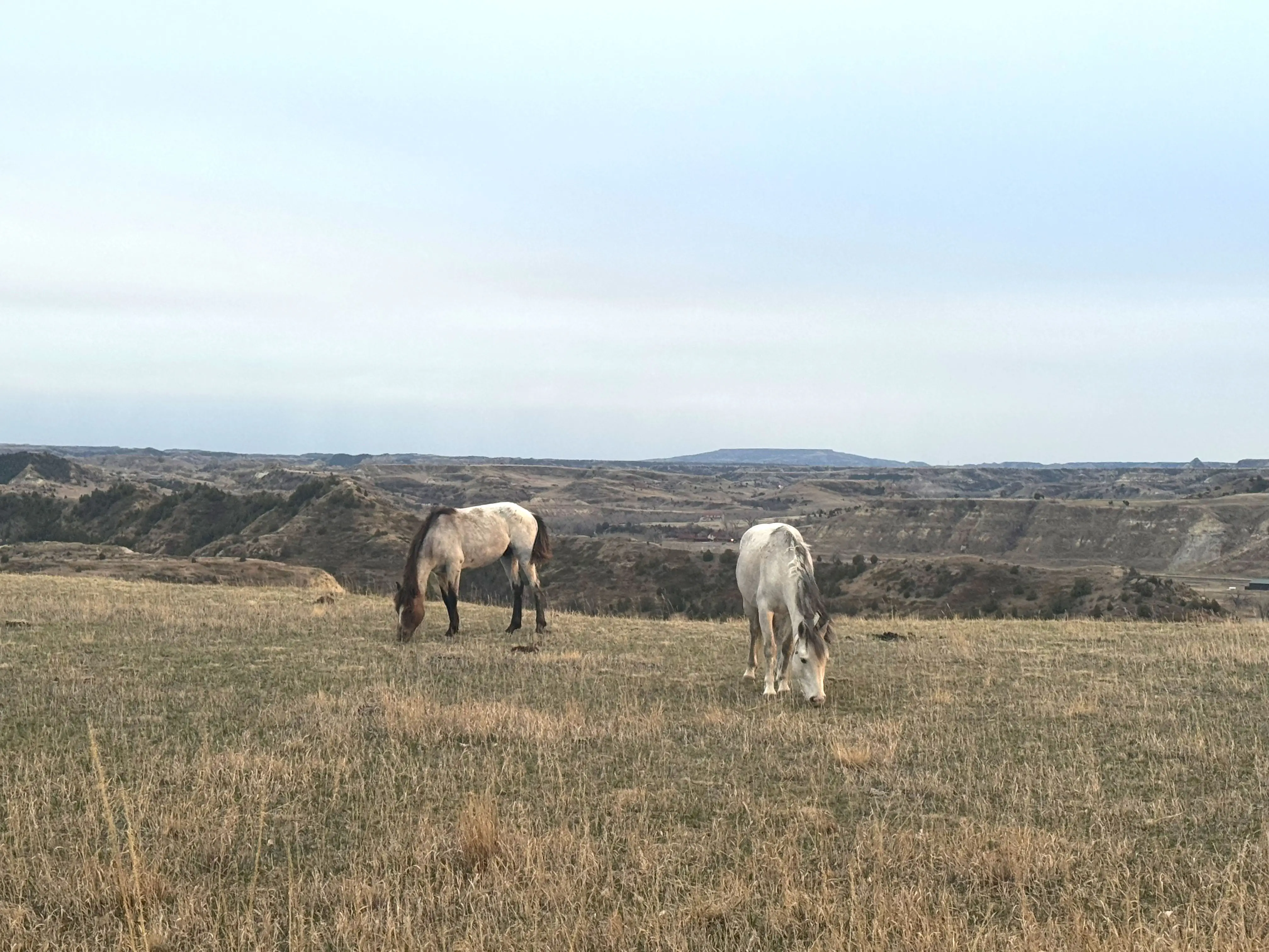 Two horses grazing in a field.