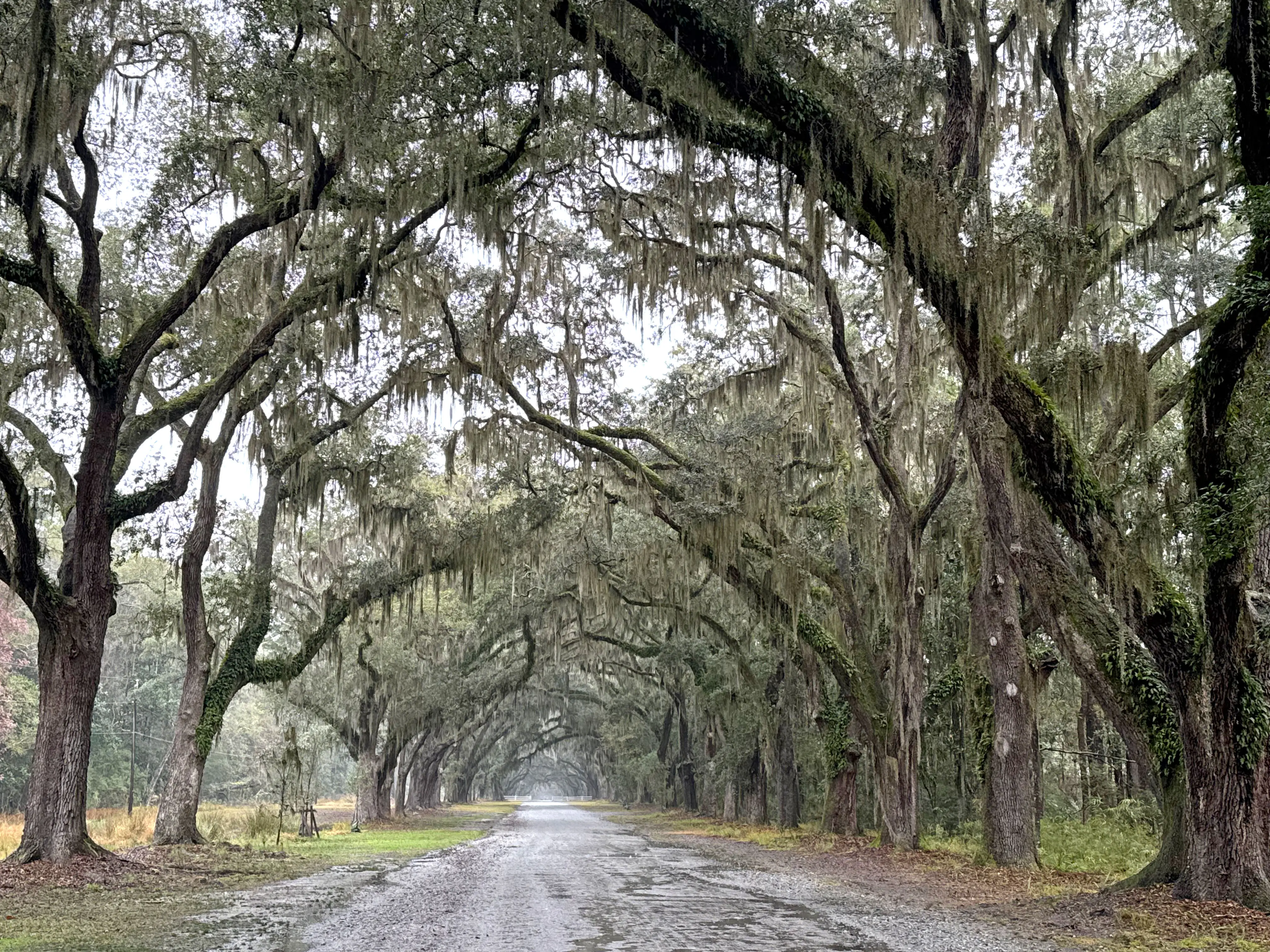 A road lined with arching oak trees covered in Spanish moss.