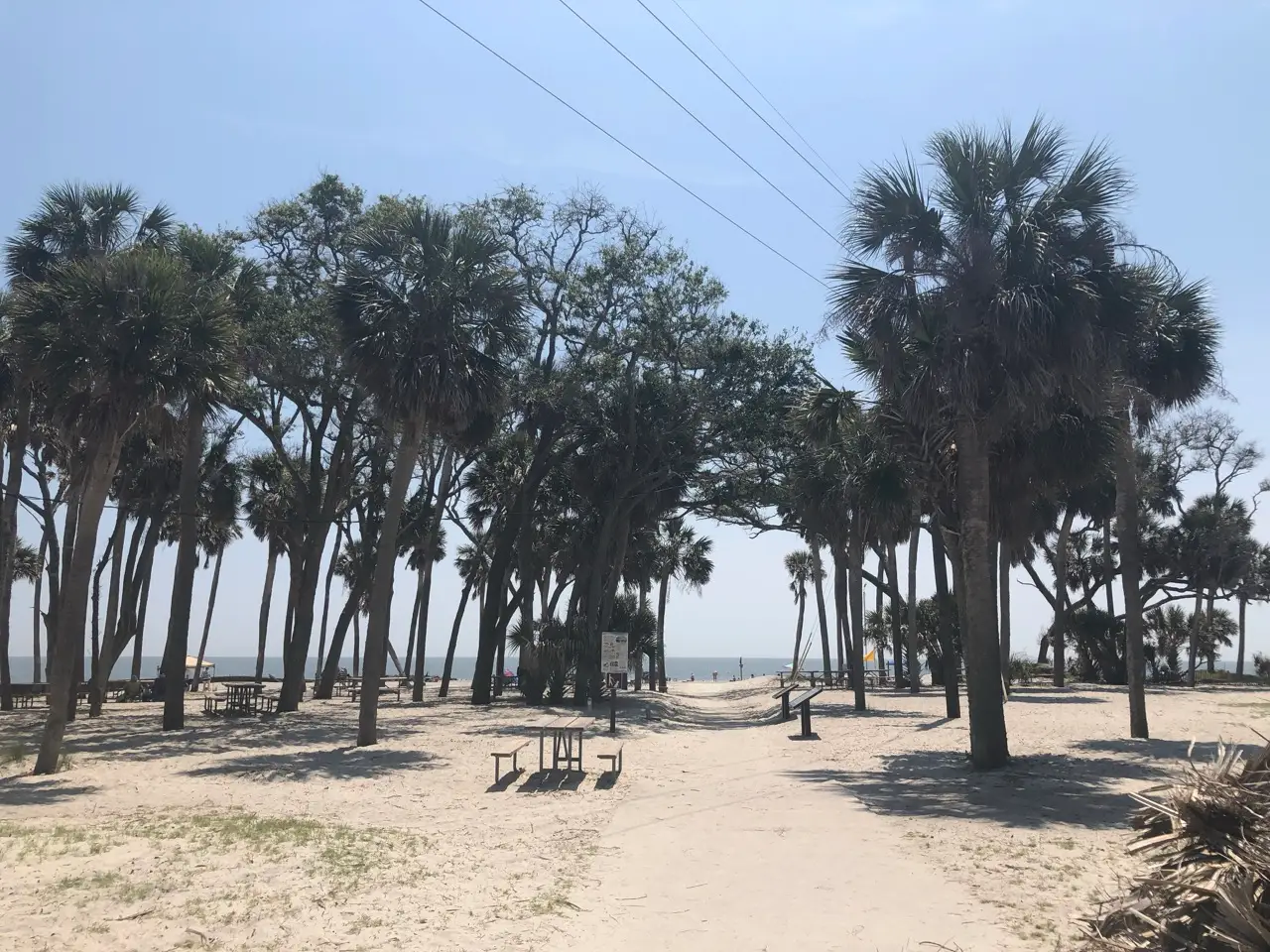 Trees on beach