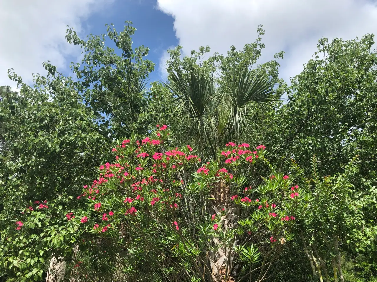 Flowers, trees in Bluffton