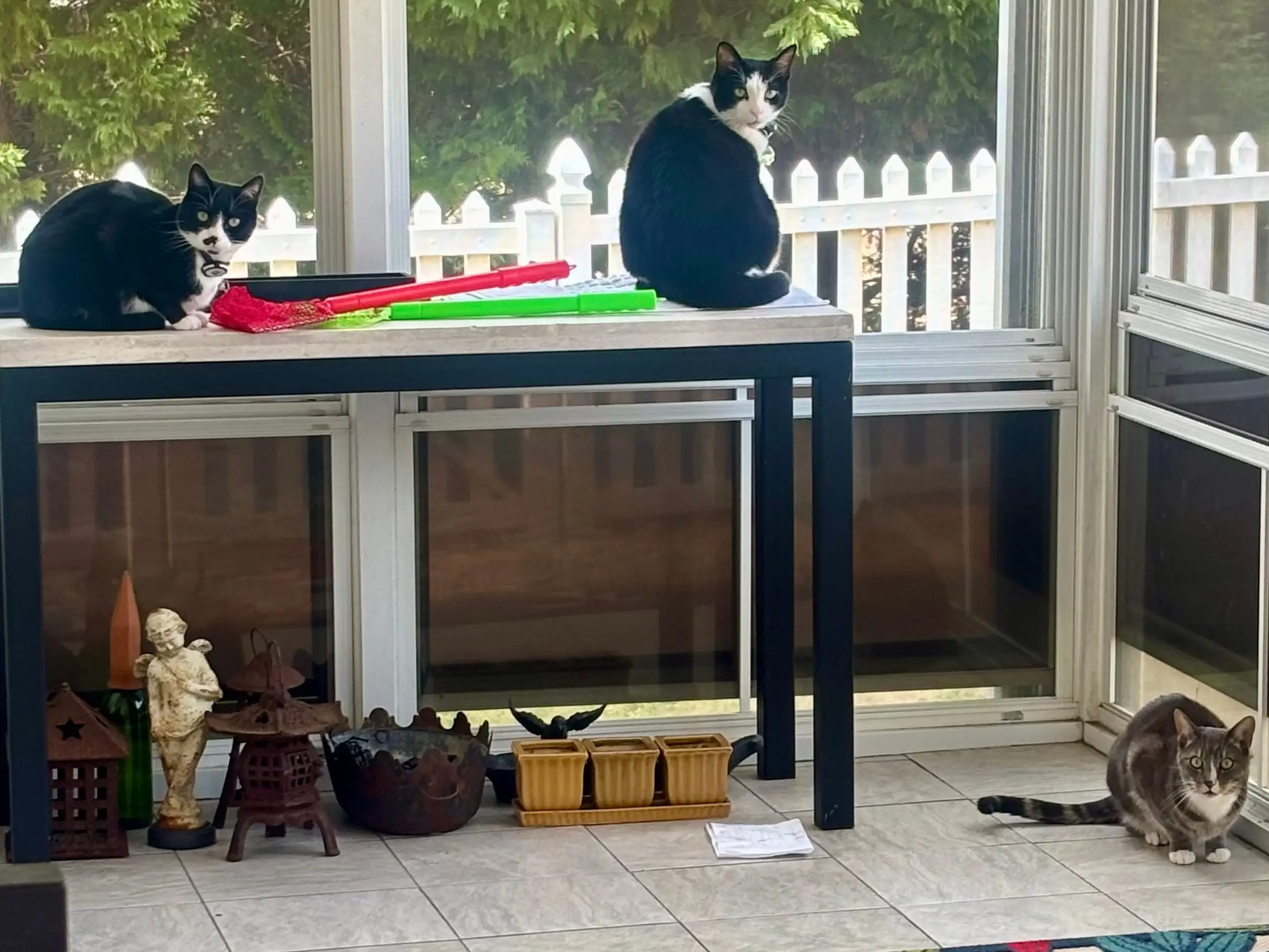 Three cats sitting in a sunroom.
