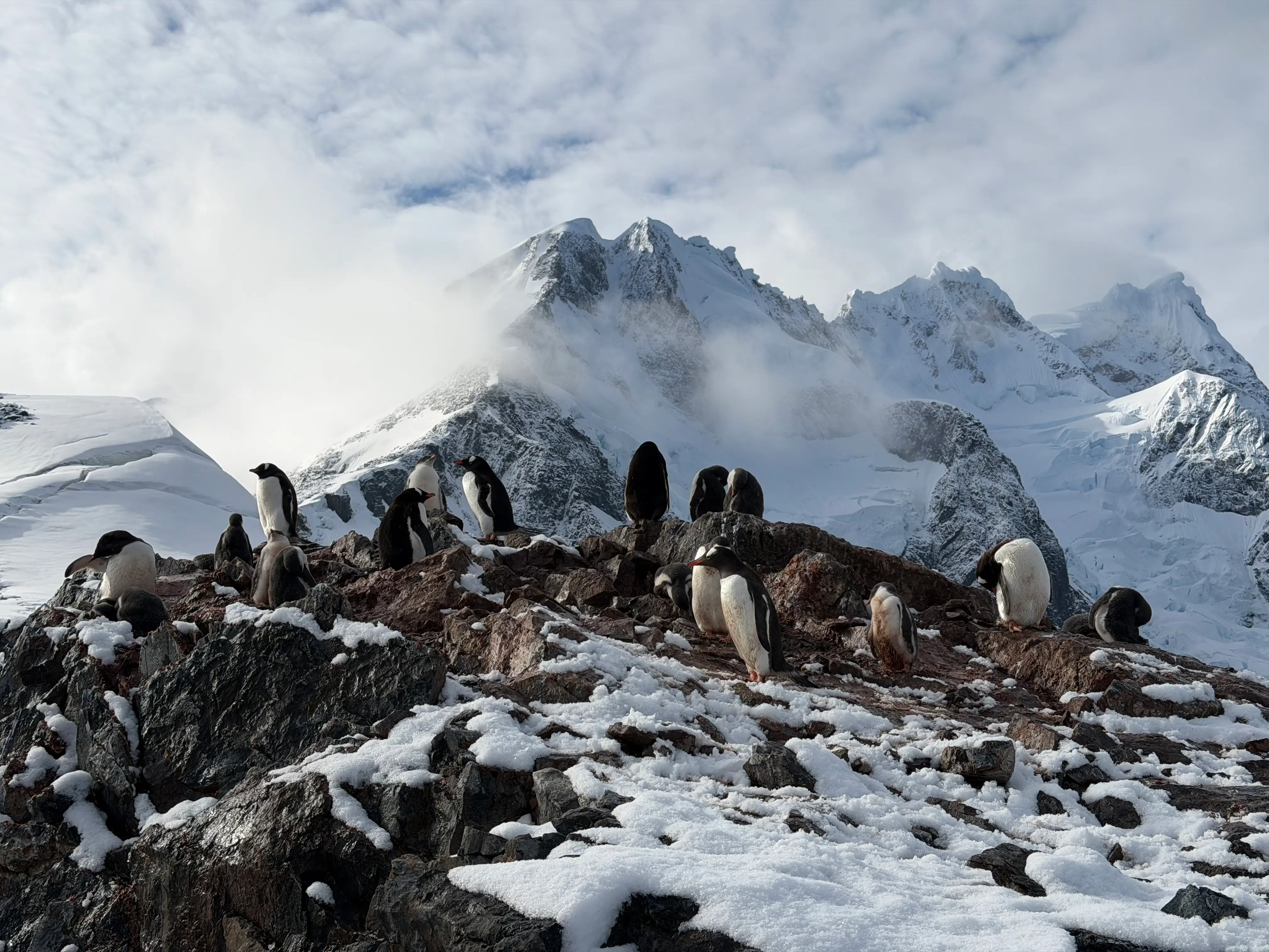 Penguins walking in Antarctica.