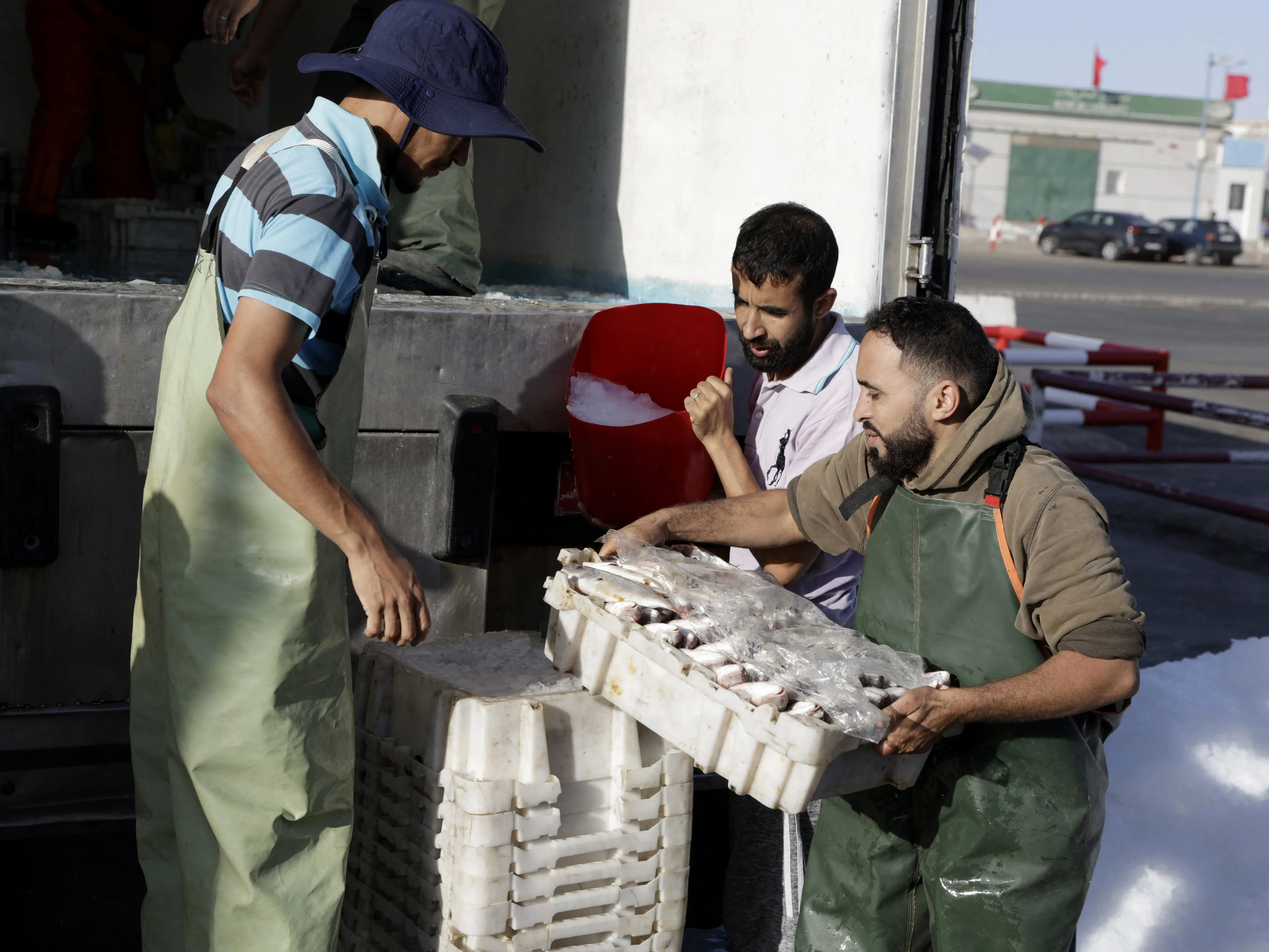 Men put fresh fish on ice next to a truck.
