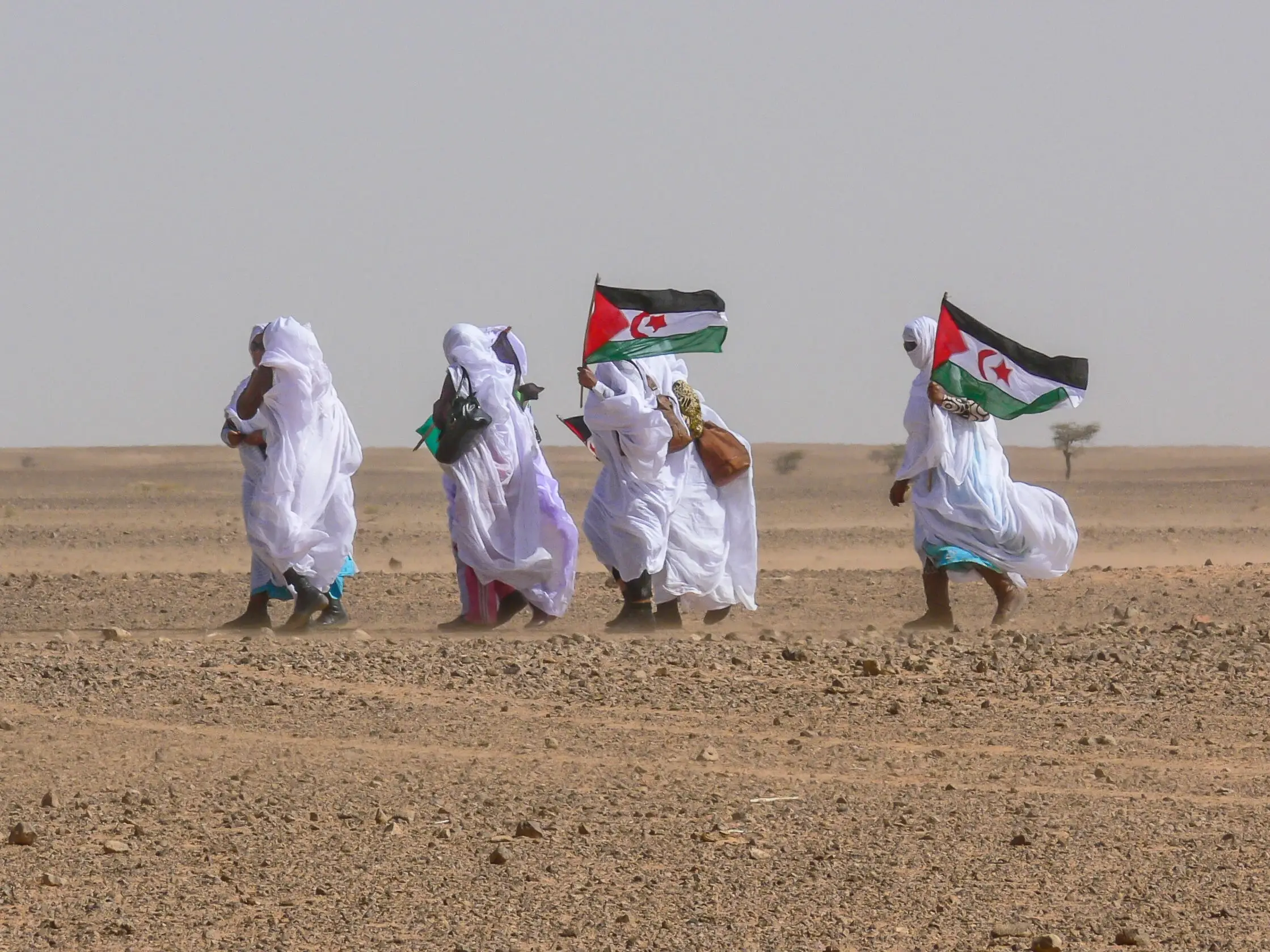 Sahrawi demonstrators march with Sahrawi flags for independence in Western Sahara.