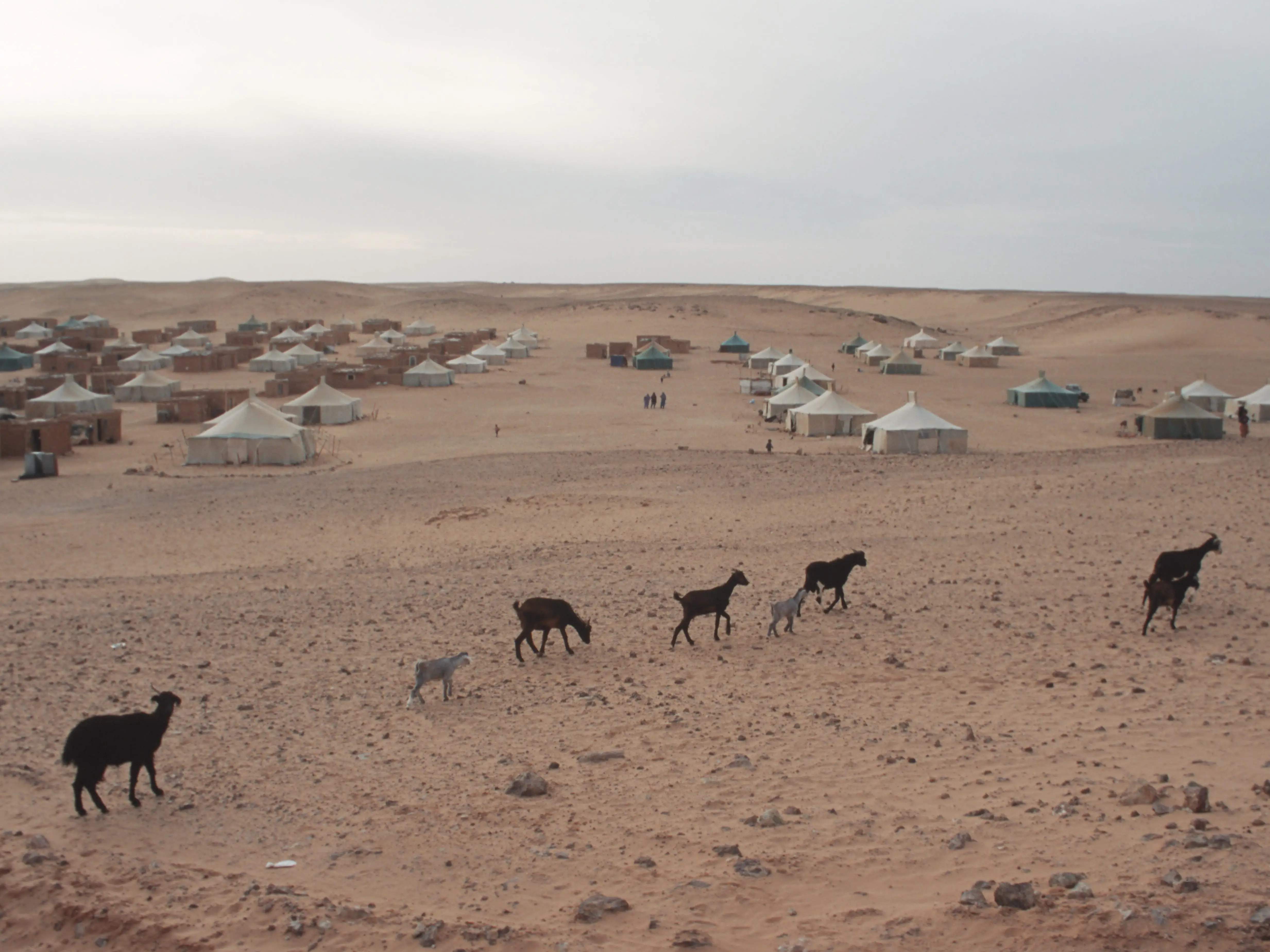 Goats walk past tents in the The Smara Refugee Camp in Tindouf province, Algeria.