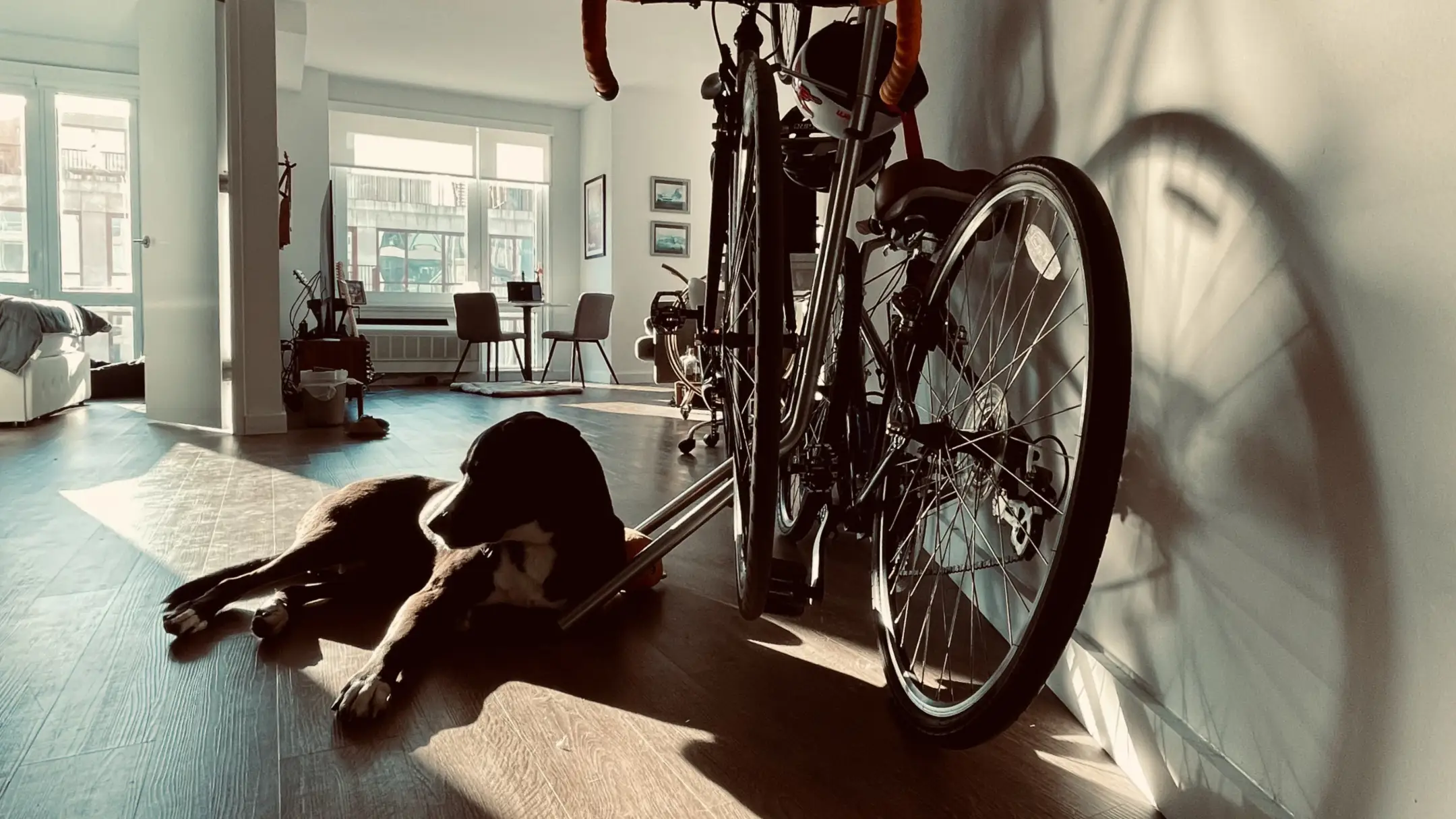 dog next to a bike