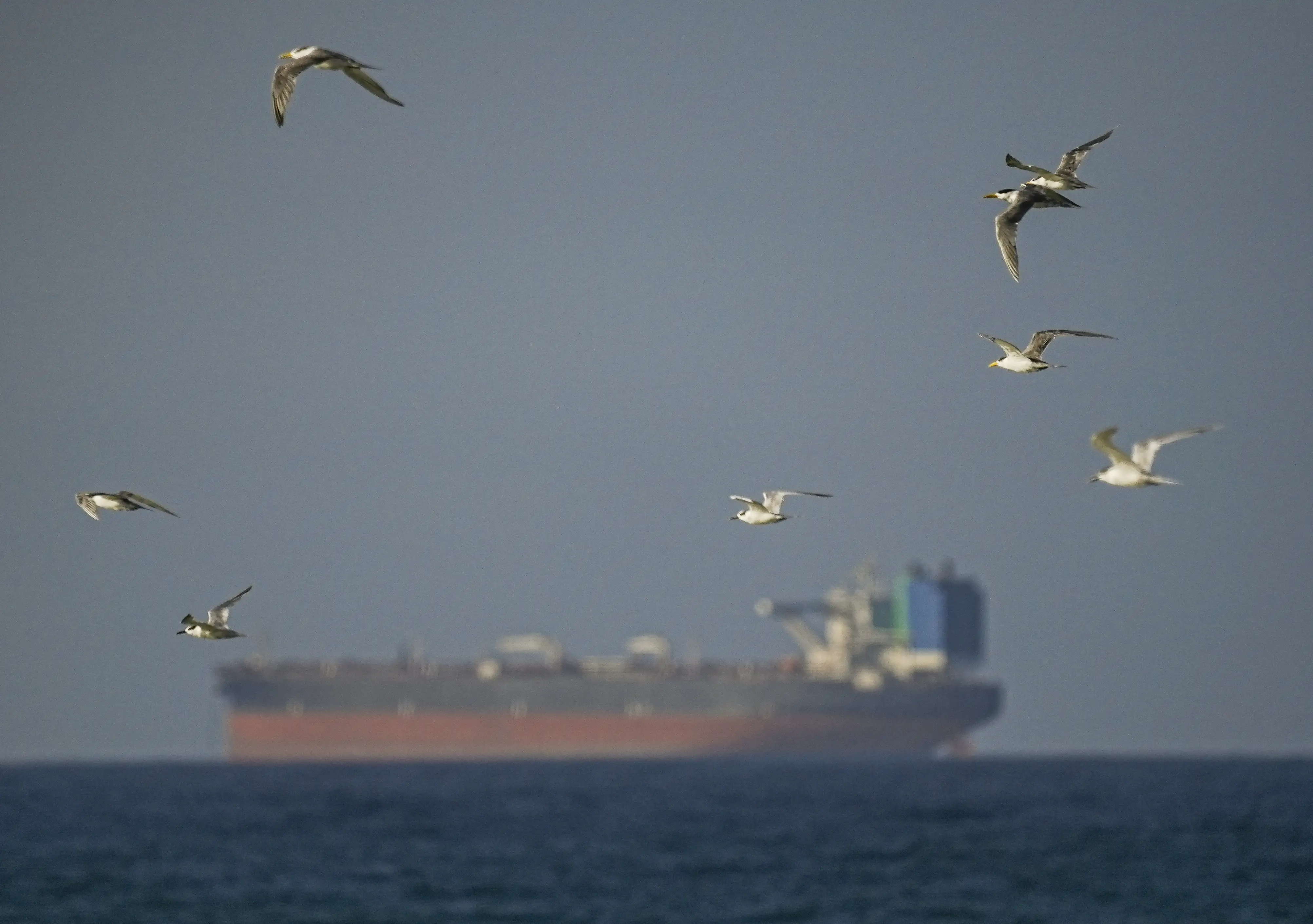 A view of the vessels passing through Strait of Hormuz.