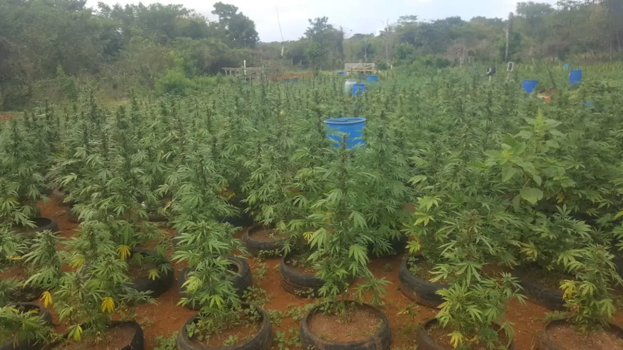 Weed farm