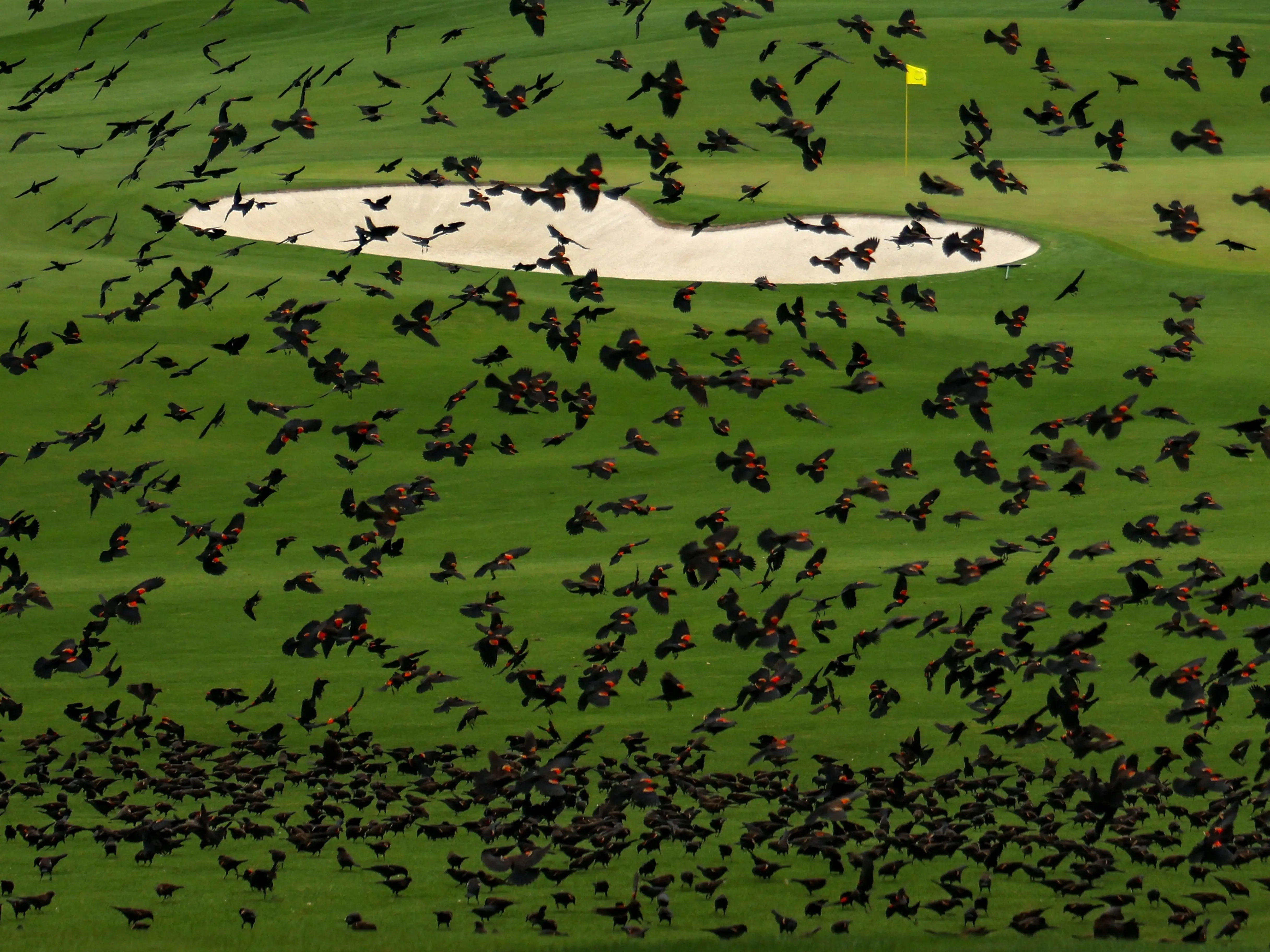 A flock of birds fly in front of a sand trap at the 2020 Masters.