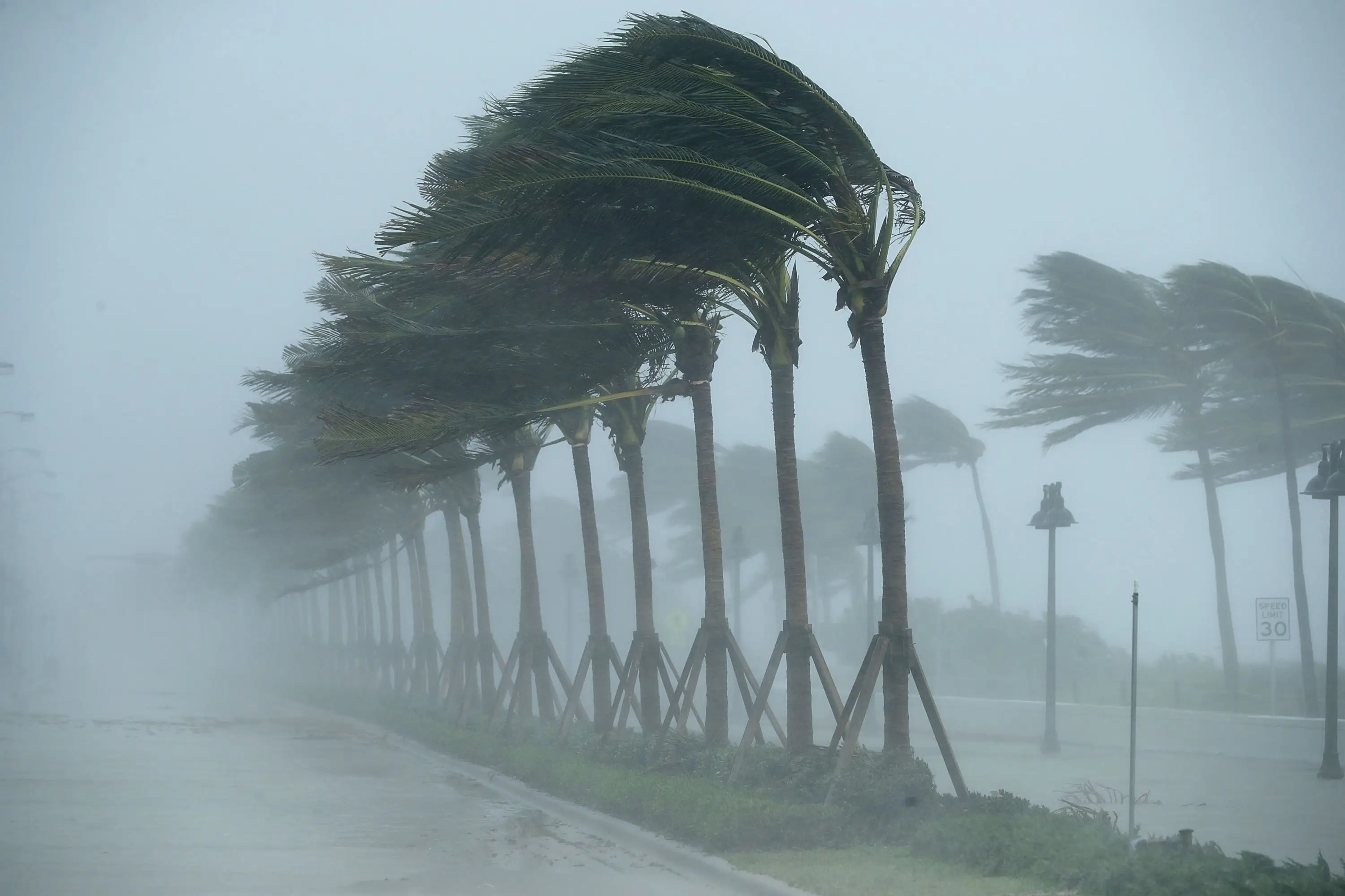 rees bend in the tropical storm wind along North Fort Lauderdale Beach Boulevard as Hurricane Irma hits the southern part of the state September 10, 2017 in Fort Lauderdale, Florida.