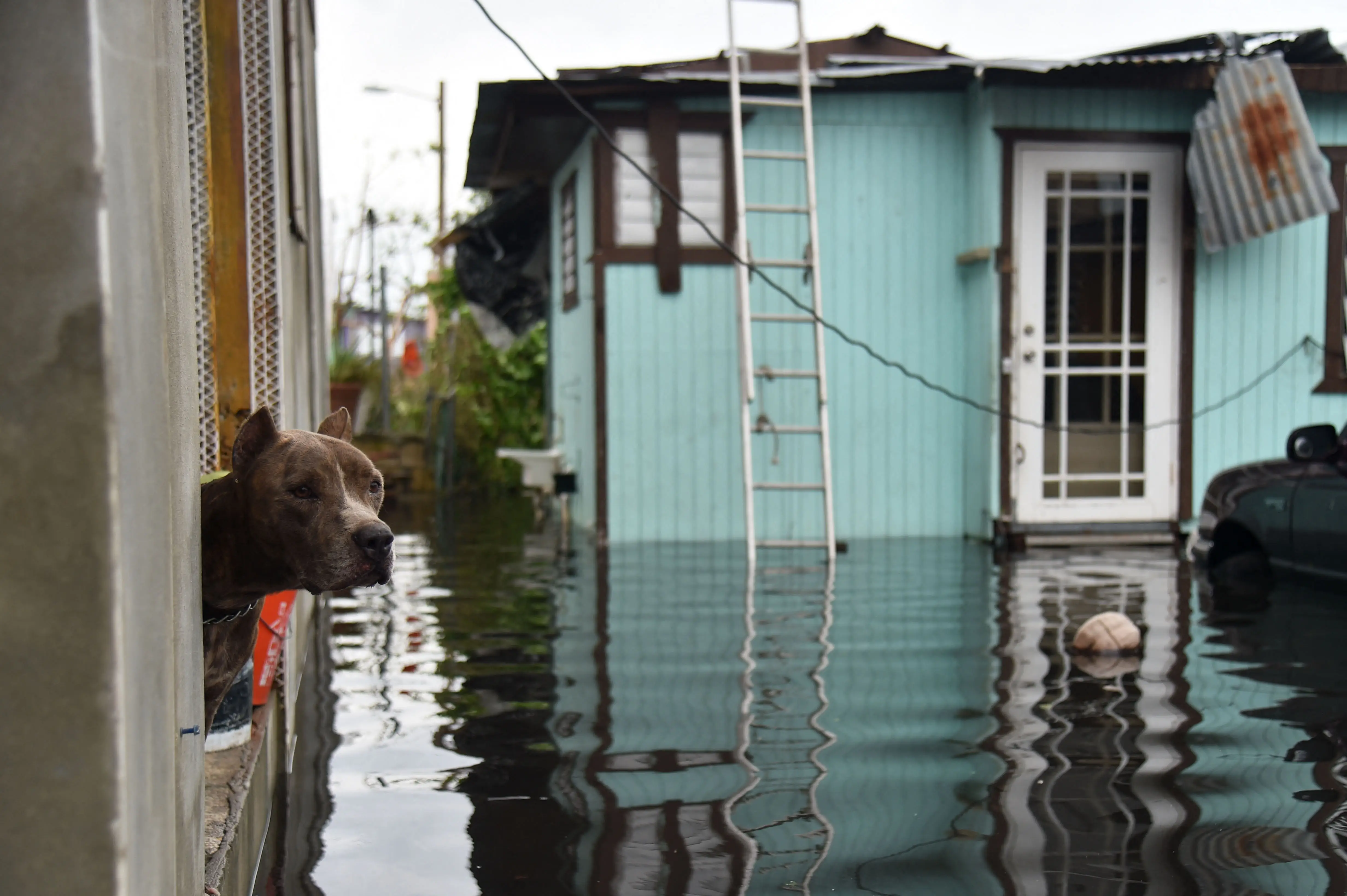 A dog looks out of a house flooded by Hurricane Maria, in Catano town, Juana Matos, Puerto Rico, on September 21, 2017.