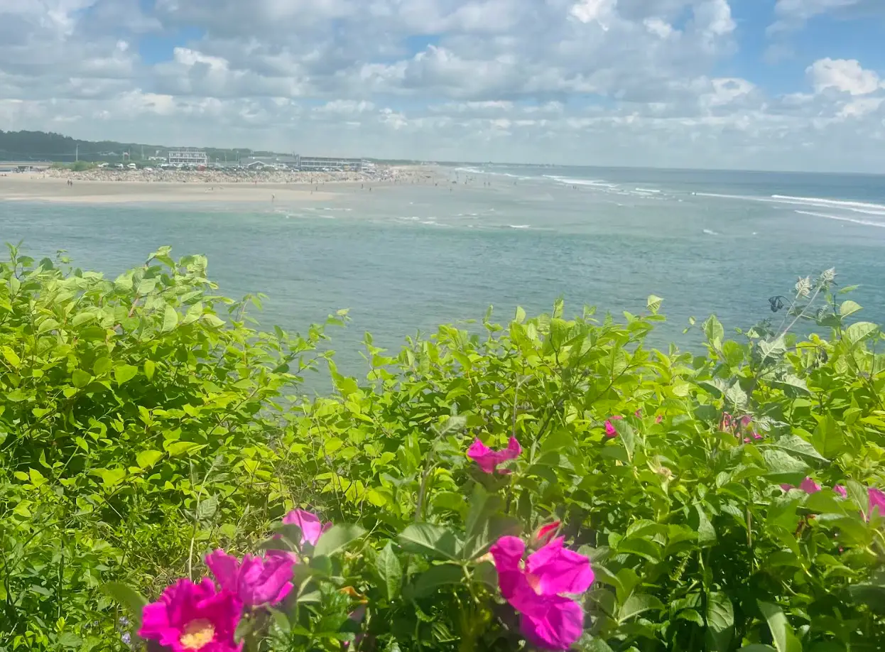 A view of the beach and pink flowers near Marginal Way in Ogunquit, Maine.
