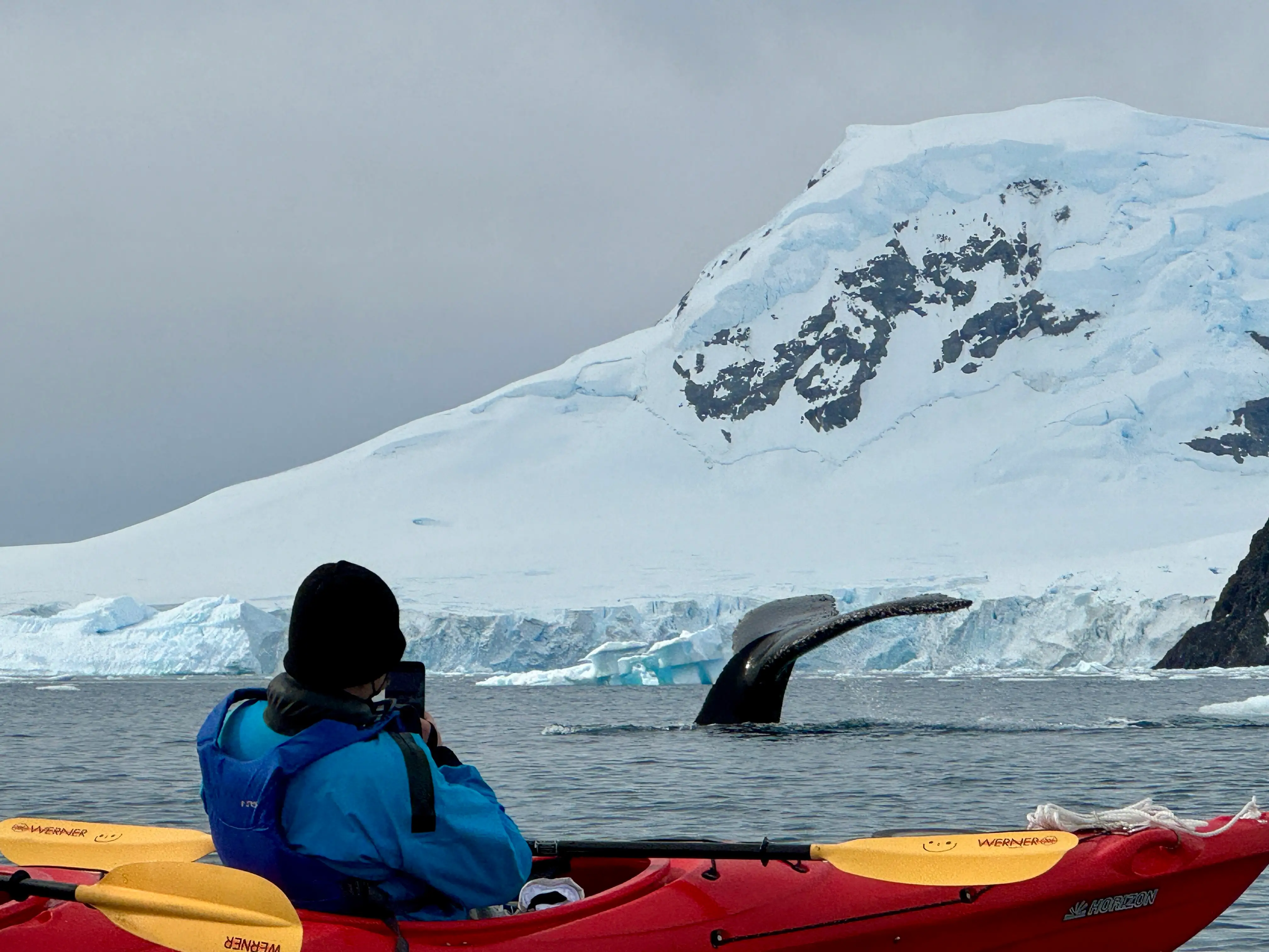 The author takes a picture of a nearby whale while kayaking.