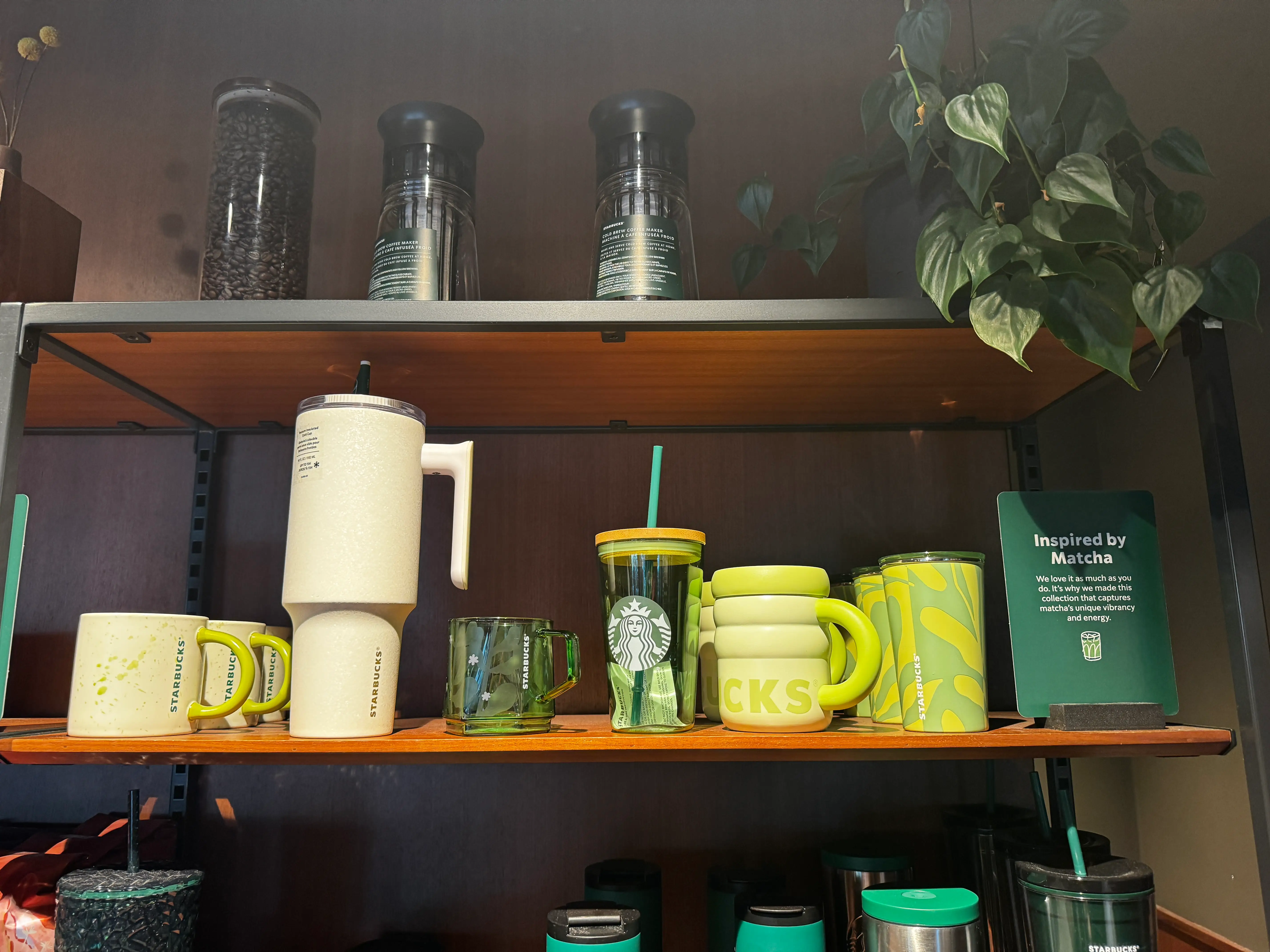 matcha display at starbucks